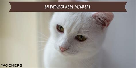 En G Zel Kedi Simleri Di I Kedi Simleri Erkek Kedi Simleri