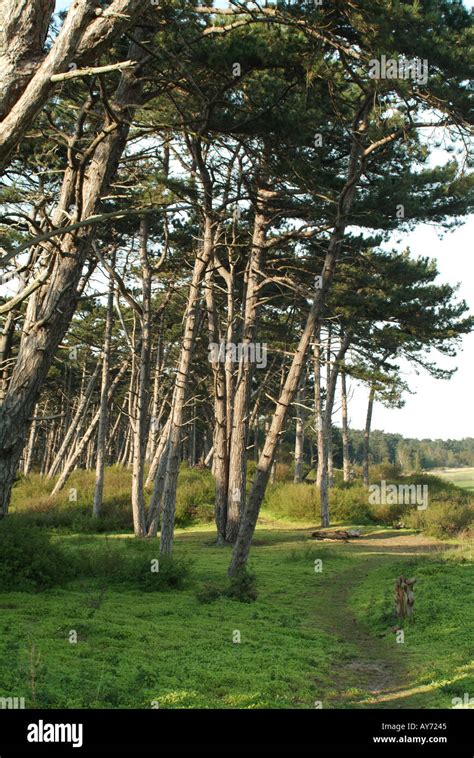 Corsican Pine Trees Along Holkham Meals Norfolk England Uk Stock