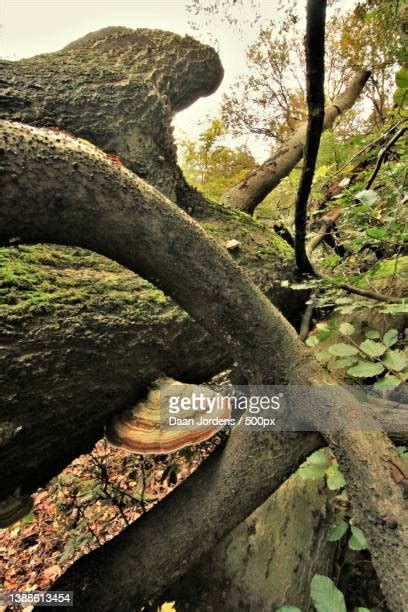 Hoog Soeren Photos and Premium High Res Pictures - Getty Images