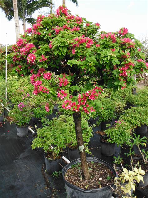 Bougainvillea Pixie Richard Lyons Nursery Inc