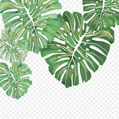 Summer Tropical Watercolor Loophole Leaf Plant Summer Watercolor