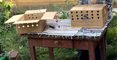 Как сделать ящик для цыплят своими руками: 10 фото примеров