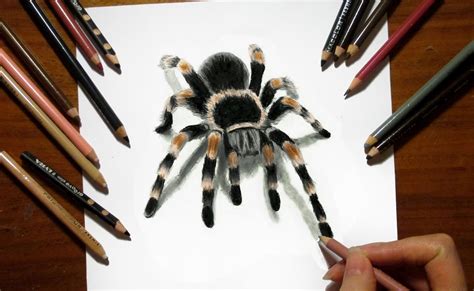 Tarantula Drawing at GetDrawings | Free download