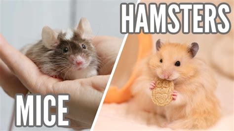 Mice Vs Hamsters Youtube