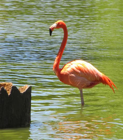 Pink Flamingo Free Stock Photo Public Domain Pictures