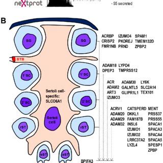 Data Mining To Select Testis Germ Cell Specific Proteins A Deep