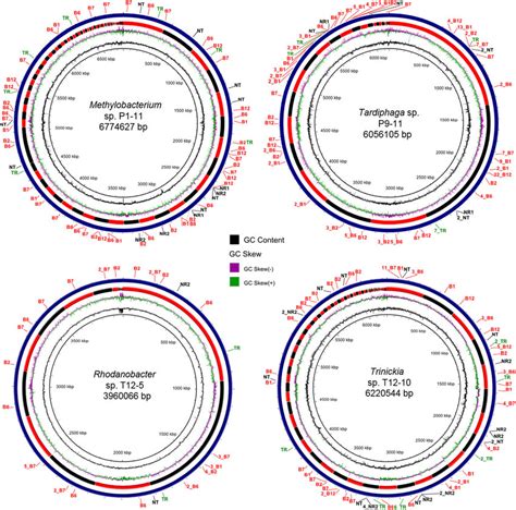 Circular Visualization Of Genomes Using The Blast Ring Image Generator