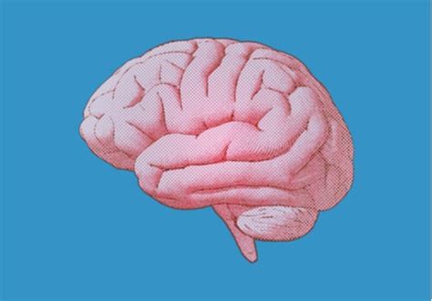 Characteristics and Function of the Raphe Nuclei - Exploring your mind