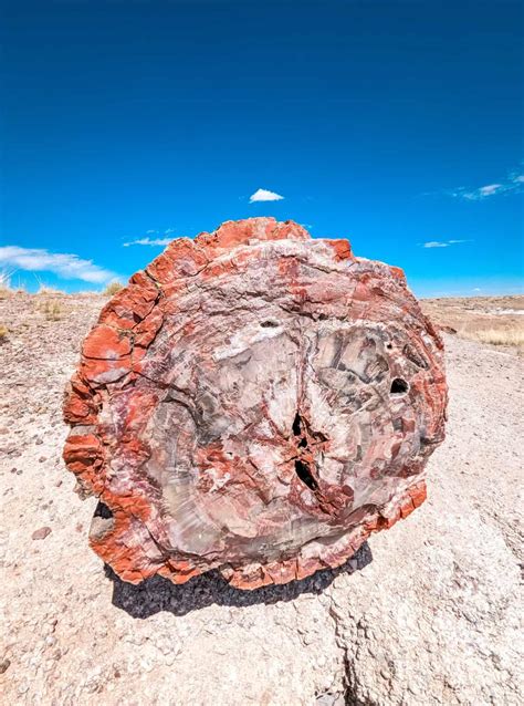 Exploring Petrified Forest National Park with Kids • RUN WILD MY CHILD