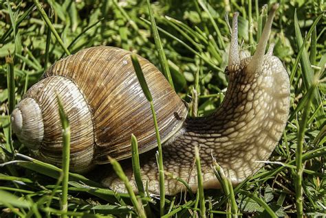 Free Images Nature Grass Outdoor Meadow Animal Summer Wildlife