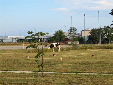 Imaginea zilei Cum se tunde iarba în Parcul Municipal Ploiești