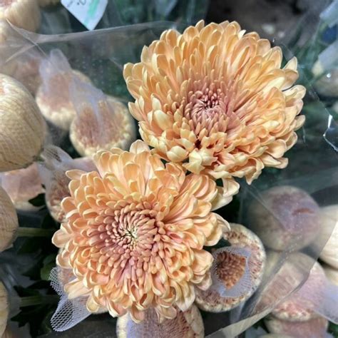 Mum Disbud Cremone Peach Florabundance Wholesale Flowers