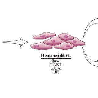 Embryonic stem (ES) cell development. ES cells differentiate to ...