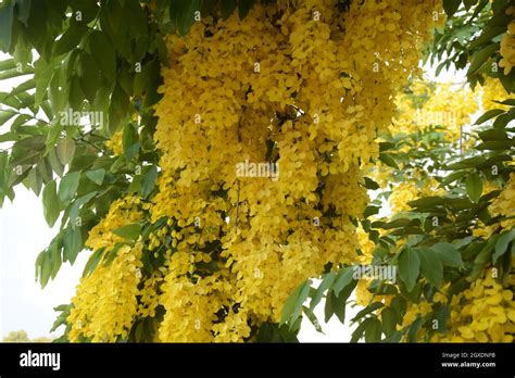 Cassia Fistula Commonly Known As Golden Shower Purging Cassia Indian