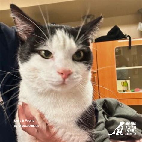 animal welfare league of arlington virginia 9