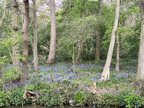 Bluebells In The Wood Andrew Abbott Cc By Sa Geograph Britain