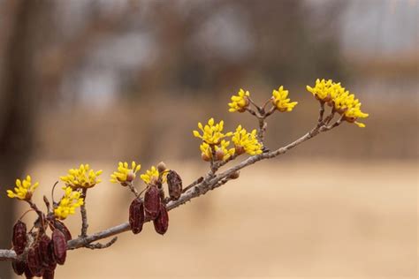 2,724 Cornelian Cherry Flower Royalty-Free Photos and Stock Images ...