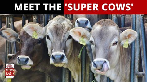 China Has Successfully Cloned Three Super Cows India Today