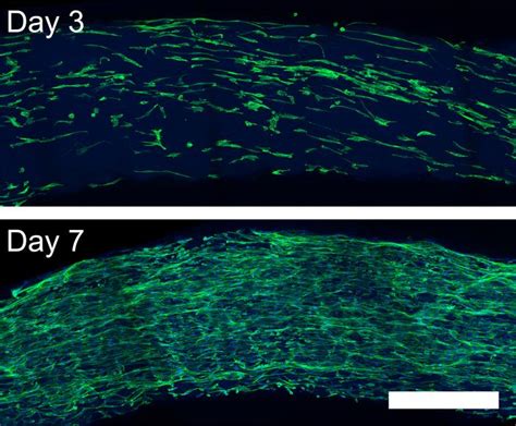 Tissue Image Eurekalert Science News Releases