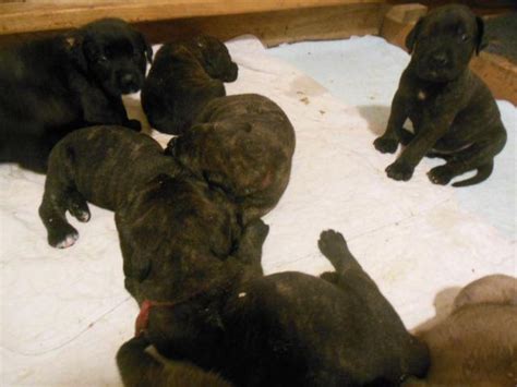 Akc English Mastiff Puppies Brindle Apricot Fawn For Sale In Atascadero California