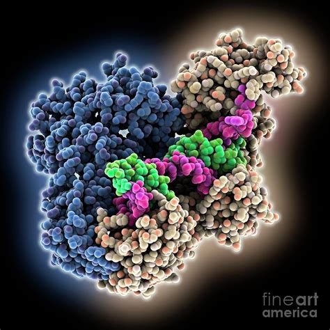 Hiv Reverse Transcriptase Complex By Laguna Design Science Photo