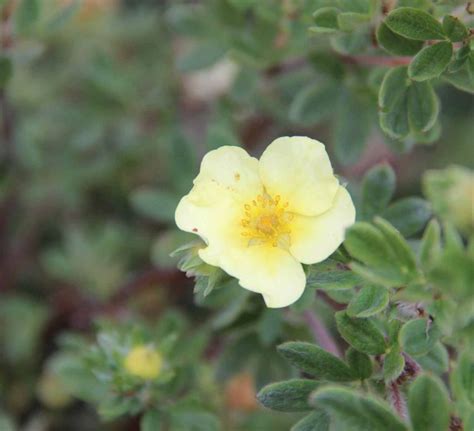 Potentilla F Primrose Beauty Boomkwekerij Peers