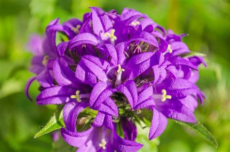 Campanas Moradas En El Jard N El Escarabajo En La Flor Morada Foto