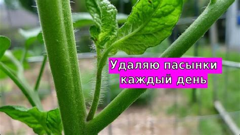 Увидели это на высокорослых томатах, сразу удаляйте - YouTube