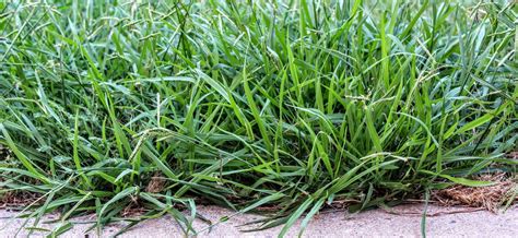 When Does Crabgrass Begin Growing Tips For Prevention