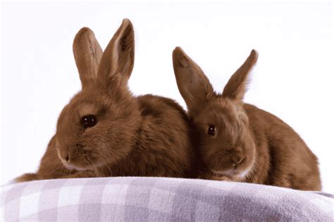 Thrianta Rabbit Size Color Temperament Behavior