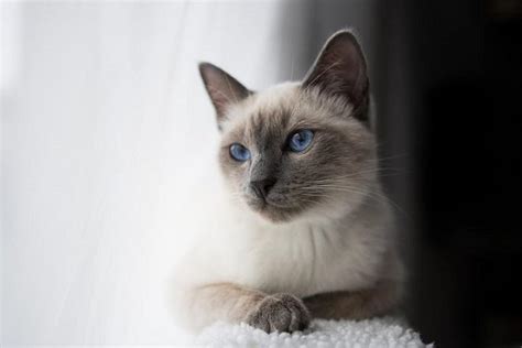 Discover the Beauty of Blue Point Siamese Cats