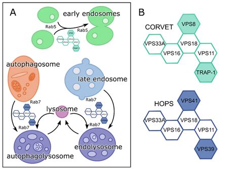 Corvet And Hops Facilitate Snare Mediated Membrane Fusion Events In The