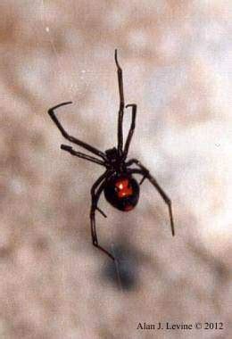 Black Widow Spider Venom Effects On Neurotransmitters - Bite Me Neurons ...