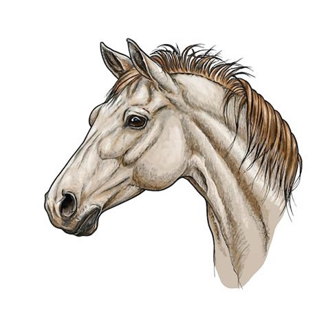 Illustration Gracieuse De Cheval En Monochrome Illustration L Gante