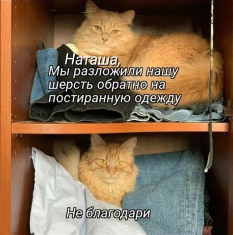 Two Cats Laying On Top Of Clothes In A Book Shelf With The Caption That