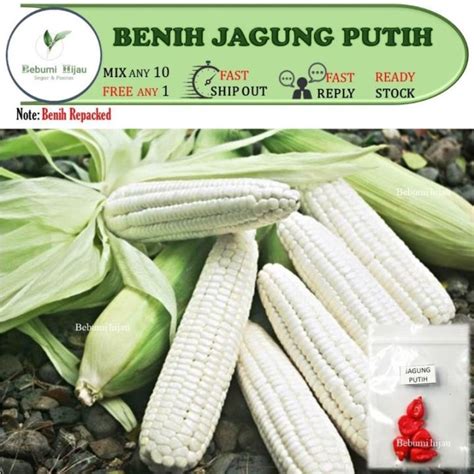 5 Biji Benih JAGUNG SUSU PUTIH F1 Hybrid Repacked White Corn Seeds