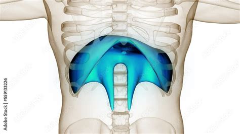 Human Respiratory System Diaphragm Anatomy Animation Concept Stock Video | Adobe Stock