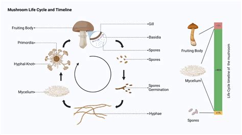 Life Cycle of Mushroom | BioRender Science Templates