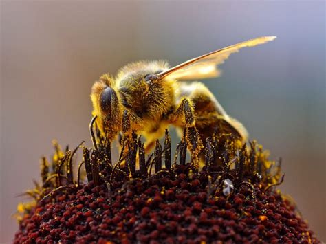 Esp Cies E Tipos De Abelhas Mundo Ecologia