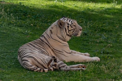 Tiger on Grass · Free Stock Photo