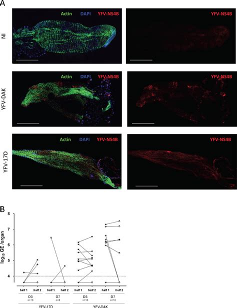 Replication Of Yfv 17d In Midguts Is Localized To Confined Area