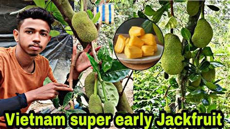 Vietnam Super Early Jackfruit Mather Plant Jackfruit Farming In India