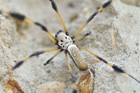 Golden Silk Spider From Honduras What S That Bug