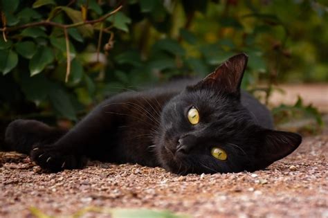 Hierba Verde Del Gato Negro Retrato De Un Hermoso Gato Triste Con Ojos