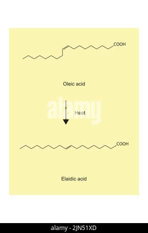 Oleic Acid Cis And Elaidic Acid Trans Omega Fatty Acids Are