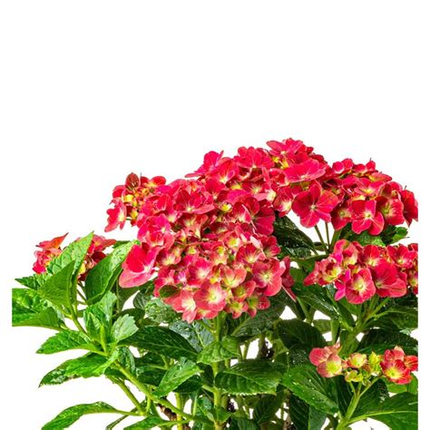 Red Hydrangea Flowering Shrub in 2.5-Quart Pot in the Shrubs department at Lowes.com