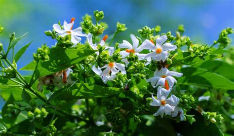 Nyctanthes Arbor Tristis How To Grow And Care Plant