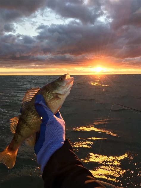 Great Yellow Perch Fishing Lakes In Ohio Best Fishing In America