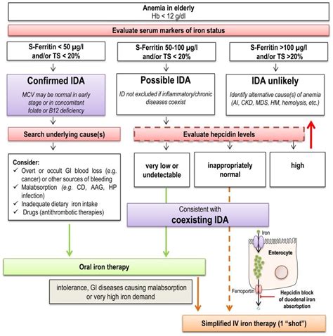 Iron Deficiency Anemia Algorithm