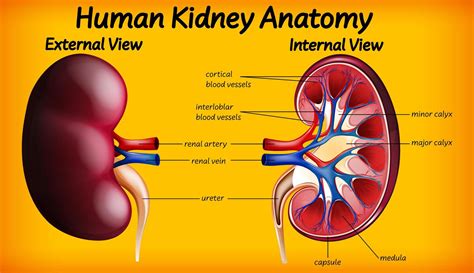 Human kidney anatomy diagram 1858804 Vector Art at Vecteezy